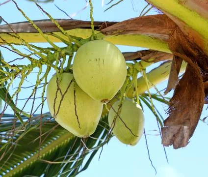 Clusters of green coconuts Stock Photos