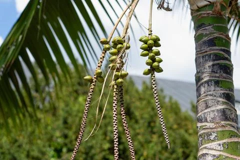 Clusters of green dates on a branch. Date palm against the sky. Summer holida Stock Photos