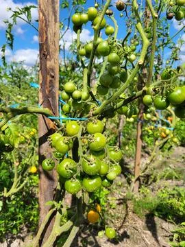 Clusters of green tomatoes on branches in open ground or greenhouse Stock Photos