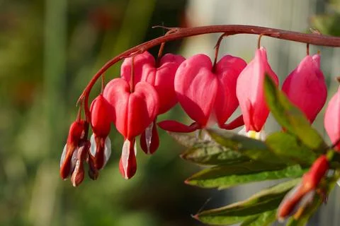 Clusters of heart-shaped pink bleeding heart flowers Stock Photos