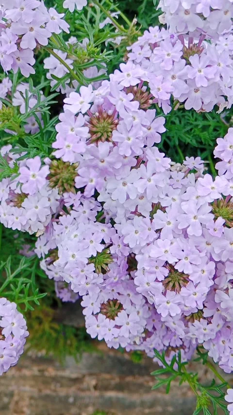 Clusters of light purple flowers blooming in a natural garden Stock Footage 346335760