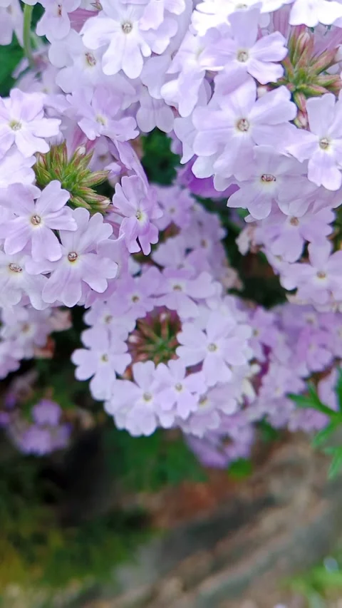 Clusters of light purple flowers blooming in a natural garden Stock Footage 346335764