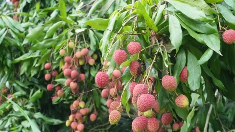 Clusters of Lychee 库存影片 335215009