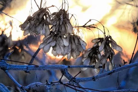 Clusters of maple seeds against during sunrise Stock Photos