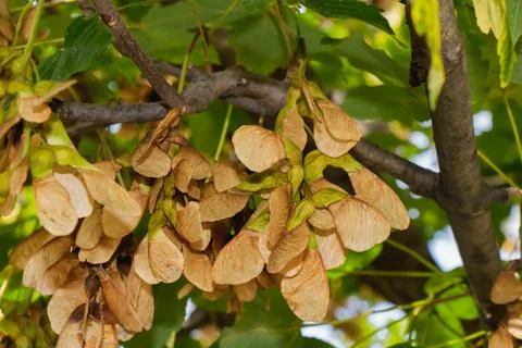 Clusters of maple tree seeds hanging from branches among green leaves under.. Stock Photos