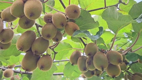 Clusters of mature kiwi fruit hang from a leafy vine as the camera looks upward Stock-Footage 342037118