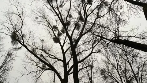 Clusters of mistletoe adorn leafless trees under a somber sky. Camera moves. Stock Footage 276211542