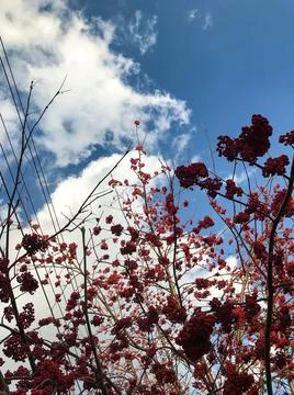 Clusters of mountain ash on a background of blue sky and clouds. Stock Photos