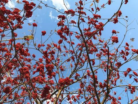 Clusters of mountain ash on a background of blue sky and clouds. Stock Photos