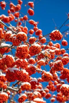 Clusters of mountain ash with flakes of the first snow Stock Photos