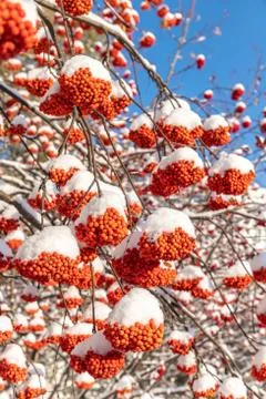 Clusters of mountain ash with flakes of the first snow Stockfoto's