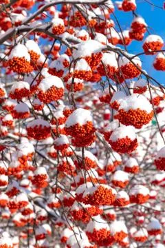 Clusters of mountain ash with flakes of the first snow Stockfoto's