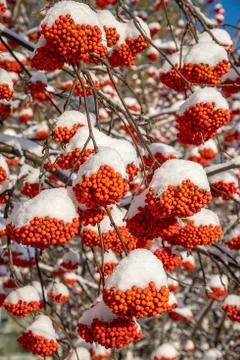 Clusters of mountain ash with flakes of the first snow Stockfoto's