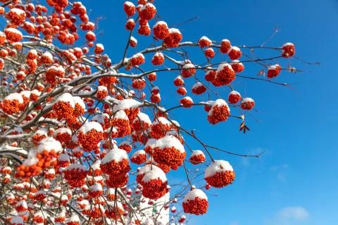 Clusters of mountain ash with flakes of the first snow Stockfoto's
