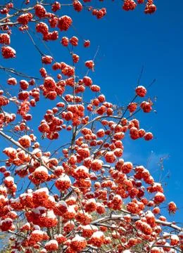 Clusters of mountain ash with flakes of the first snow Stockfoto's