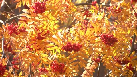 Clusters of mountain ash sway in the wind Stock Footage 119809378