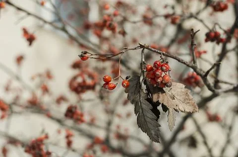 Clusters of mountain ash on a winter tree without snow. Stock Photos