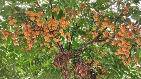 Clusters of Orange and Purple Berries on Chinaberry Tree - 4K Video stock 334801127
