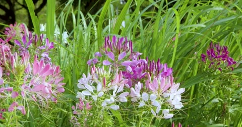 Clusters of pink and purple spider flowers swaying in the sunlight Vídeo Stock 330769412