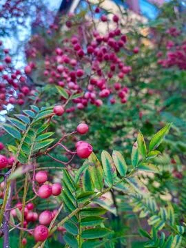 Clusters of Pink Berries on a Branch Stock-Fotos