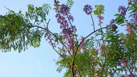 Clusters of purple Jacaranda or si tang flowers, with both blooming and bud.. Stock Footage 300076439