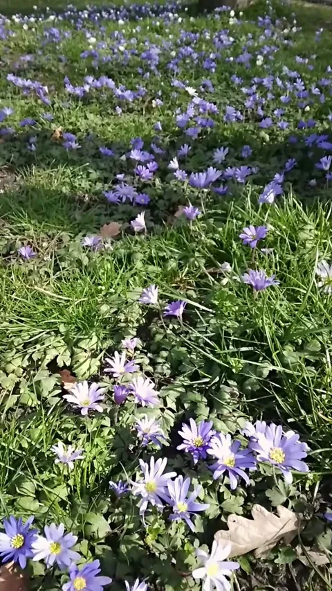 Clusters of Purple Windflowers in a Grass Field Blowing in the Wind Stock Footage 296196243