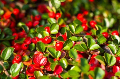 Clusters of red berries of a Cotoneaster horizontalis Decne. illuminated by s Stock Photos