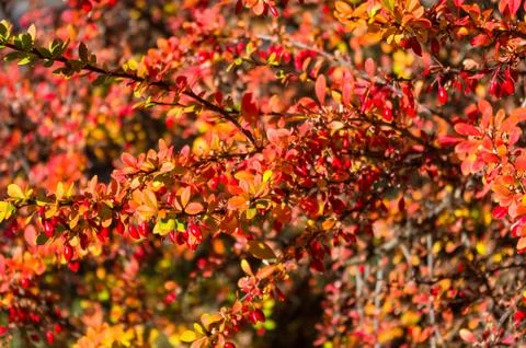 Clusters of red berries of a Cotoneaster horizontalis Decne. illuminated by s Foto stock