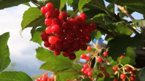 Clusters of red berries swaying on a branch in close-up Stock Footage 305893404