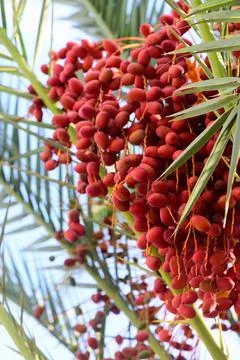 Clusters of red dates hanging amidst the green fronds of a date palm tree Stock Photos