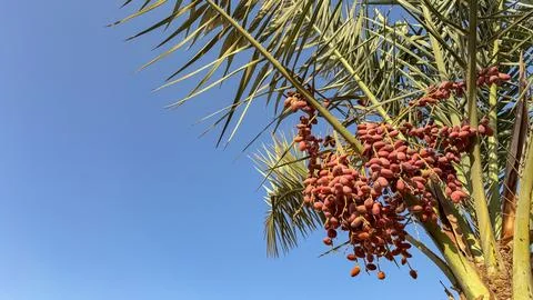 Clusters of red dates hanging on a palm tree against blue sky Stock Photos