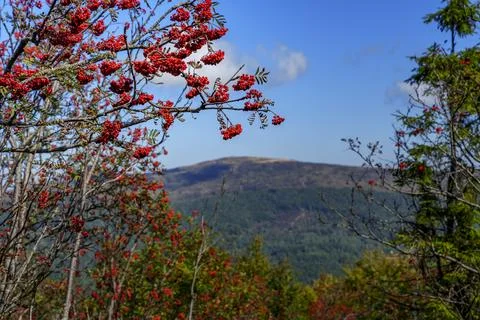 Clusters of red mountain ash berries and distant mountain view Stock Photos