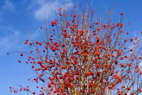 Clusters of red mountain ash. rowan berries on branches without leaves against 库存照片