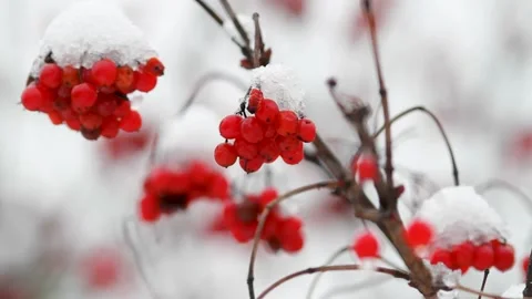 Clusters of red mountain ash sprinkled with snow Stock Footage 165603197