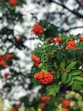 Clusters of red mountain ash on a tree Stock Photos
