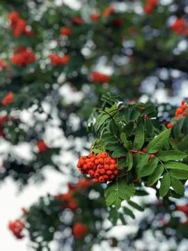 Clusters of red mountain ash on a tree Stock Photos