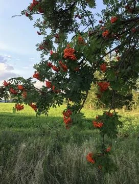 Clusters of red mountain ash on a tree Foto stock