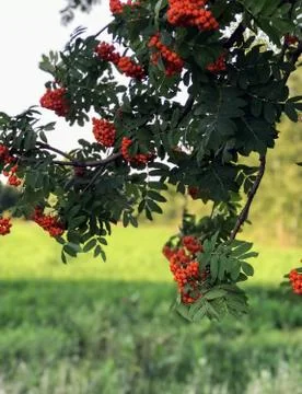 Clusters of red mountain ash on a tree Stock Photos