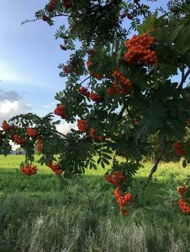 Clusters of red mountain ash on a tree Stock Photos