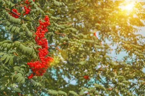 Clusters of red mountain ash on a tree branch, the bright sun shines Stock Photos