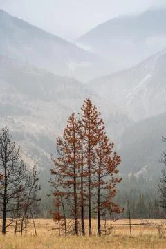 Clusters   of   red   pine   trees   overlook   rising   mountainside Stock Photos