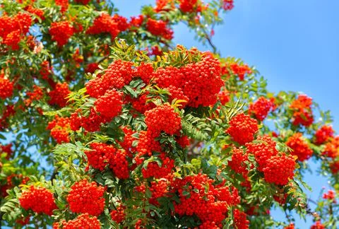 Clusters of red rowan against the blue sky. Stock Photos