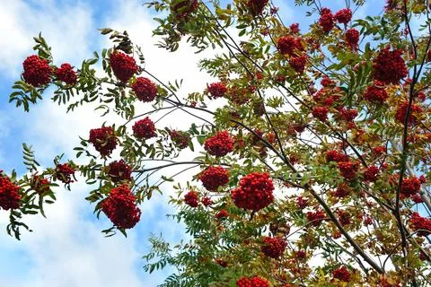 Clusters of red rowan berries. Withered orange leaves of mountain ash Stock Photos