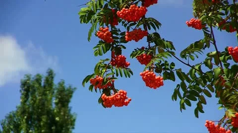 Clusters of red rowan Stock Footage 11409882