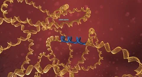 Clusters of regularly cleaved palindromic repeats (CRISPR) are segments of pr Stock Illustration
