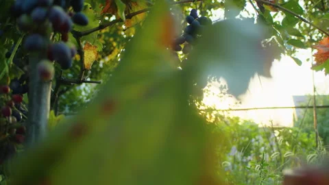 Clusters of ripe grapes on the vine at sunset. Vineyard and winemaking concept Stock Footage 272685180