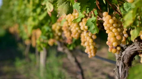Clusters of ripe grapes in the vineyard of Tuscany, Italy. Video stock 170006853