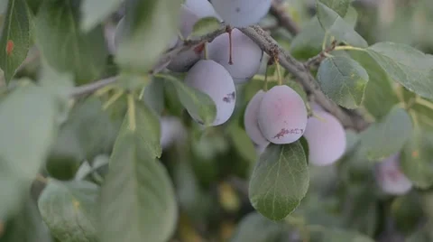 Clusters of Ripe Organic Plums - High Yield Orchard Branch Stock Footage 11431130