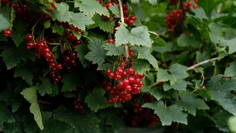 Clusters of ripe red currants hang on a bush.  Stock Footage 246419026