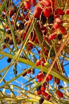 Clusters of ripe red dates hanging from palm branches under a clear blue sk.. 库存照片